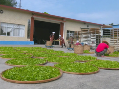 平远客家炒绿和平远石斛入选这个“国字号”名录，顶起来！