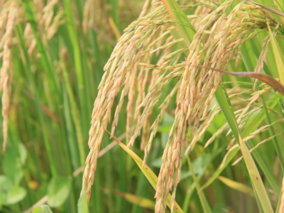 ​喜讯！梅州5个农产品入选“国字号”名录