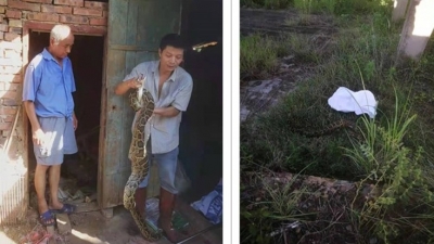 蟒蛇“串门”、大龟“迷路”...梅县警方为野生动物撑起“保护伞”！