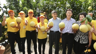 Nice to 蜜柚！2021广东梅州柚·大埔蜜柚正式开摘上市