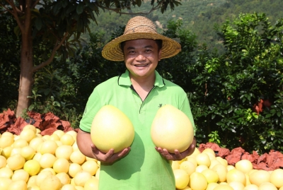 梅州柚市场品牌和营销工作座谈会召开：组建梅州柚联盟 坚持“只卖好柚子”