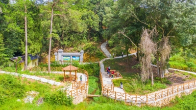 古树婆娑 青山如画！梅县白玉村“古树公园”扮靓美丽乡村