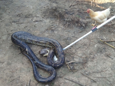 后怕！约35斤大蟒蛇闯进鸡棚，嘴里还咬着一只鸡...