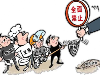 眼镜王蛇、眼镜蛇、果子狸...梅江区一男子收购野生保护动物多达71次！