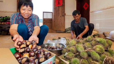 颗颗饱满、又粉又糯！大埔大东白土板栗，爱了