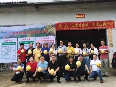 做大“柚”产业！梅州市供销合作社开展“天禾好金柚”丰收庆典活动