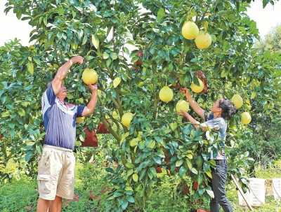 茶座丨丰收的真谛是增产又增收