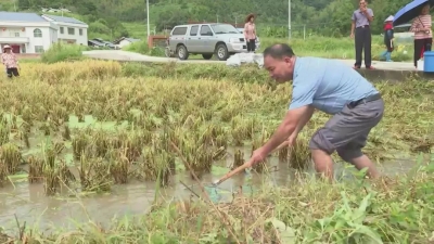 保住“米袋子” 鼓起“钱袋子”！平远推广800余亩生态“共生”综合养殖技术