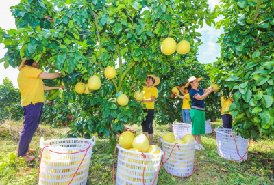 助力梅州柚等农产品“出山进城”！梅州多部门联合向邮政、快递企业发出倡议→