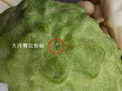 国台办回应暂停输入台湾地区番荔枝和莲雾：科学合理、完全正当
