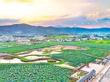 寿乡蕉岭·桂花