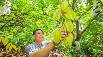 九月的梅塘，阵阵杨桃香！对，又到杨桃采摘季