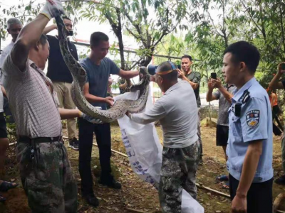 五华县警民合力捉拿“贪吃蛇”，野外放生还“厚礼”相送！  