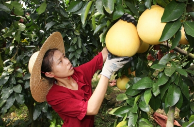 蜜柚开始进入成熟期！专家建议：确保柚果质量安全，这样做→