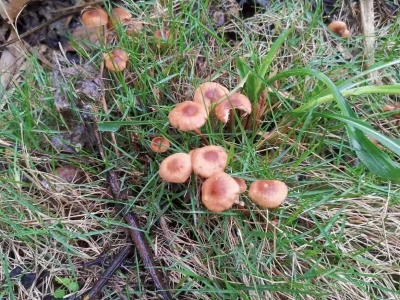 肉眼难辨蘑菇毒性！梅州市疾控中心专家提醒：不要采食售卖野生蘑菇  