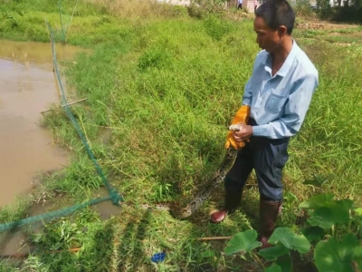 又有蛇出没！2米长“大蛇哥”溜进池塘吃鸭子