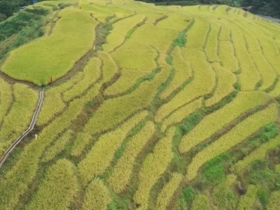 平远：梯田金黄叠翠 秋色惹人沉醉