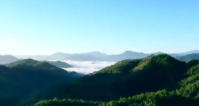 青山有人管，绿树有人护！大埔以“林长制”促进“林长治”