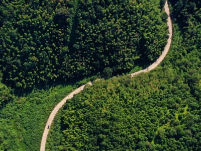 寿乡蕉岭·桂花