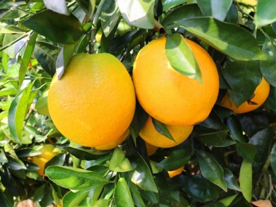 平远脐橙喜获“粤字号”优秀品牌榜首！