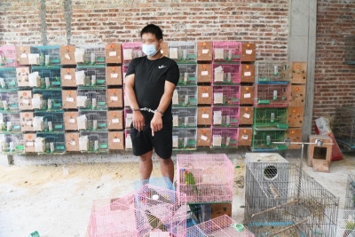 警惕！收购、养殖、出售这些鹦鹉非法！ 