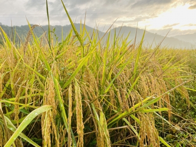 撂荒地变良田！大埔高陂坪溪村600多亩水稻迎丰收