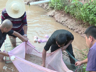 水稻田里养龙虾，“稻虾共作” 双丰收