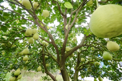 梅州七部门发出联合倡议助力梅州柚“甜蜜出山”