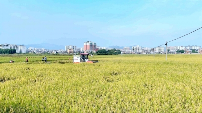 “稻鱼共生”基地晚稻收割忙！梅县区溪联村田间地头稻香飘