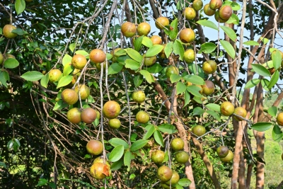 奏响“丰收曲”！平远12万亩“金果果”助农鼓起“钱袋子”