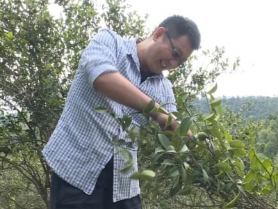 五华油茶开摘！油茶林里都是丰收的“欢声笑语”…