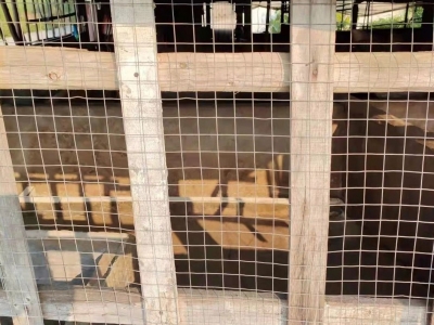 整改到位、不再扰民！丰顺璜溪村邹家围养猪场全部生猪已清场