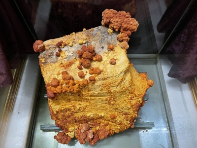 助力大健康产业！梅县区一专业合作社成功引种牛樟芝和桑黄