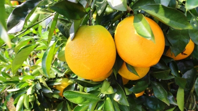 平远脐橙抢“鲜”登陆央视！来，提前“品尝”来自精致小城的鲜甜美味~