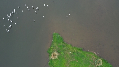 鸟儿飞！鱼儿跃！蕉岭交出生态文明“好答卷”！