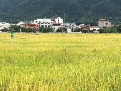 梅州秋收大幕全面拉开！晚稻播种124.72万亩、预计产量55万多吨