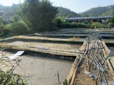 好吃但不能乱养！五华全面整治牛蛙养殖污染问题，还群众良好生态环境