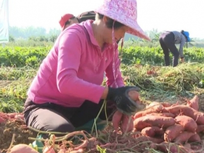 五华：乡村振兴深入实施 多措并举激发乡村发展动力