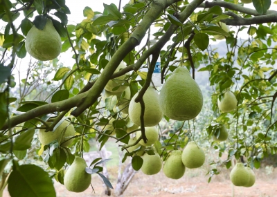 6月需加强果园管理及病虫害防治！广东省柑橘橙柚特色农业气象服务中心发出提醒→