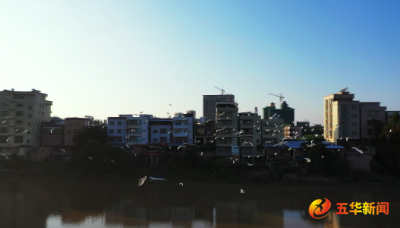 琴江河畔，白鹭飞！