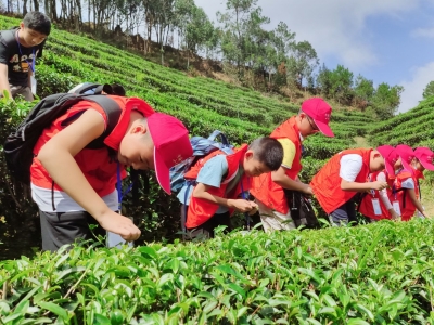 体验采茶乐趣，当个快乐的小茶农！梅州日报小记者走进大埔县西岩山