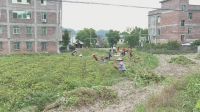 平远东石秋花生陆续采收，以“一业”带富“一方”