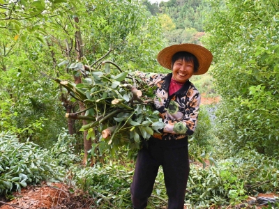 一片叶子带富一方百姓！平远6500亩梅片树进入采收旺季