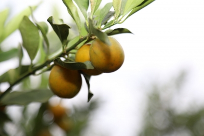 “金果果”里藏“致富密码”！快来翻阅洪才金桔的“出道笔记”→