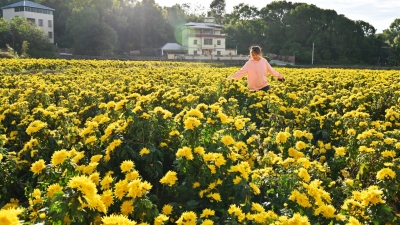 满眼金黄！平远黄沙村金菊盛开，没想到这么美...