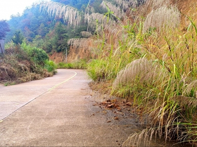 平远这一乡道两侧杂草丛生，碎石滚落无人管护…交通部门回应了！