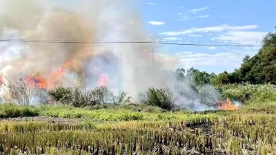 焚烧杂草引火，烧了4段光缆，经济损失10多万！蕉岭这男子被行拘...