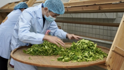 64名制茶好手比拼技艺！广东省茶叶加工工职业技能竞赛圆满落幕