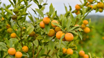 小金桔“走红”大湾区！“金果果”丰收，平远石正镇农户“钱袋鼓鼓”！