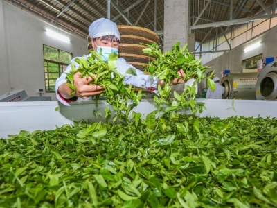 谁是茶叶加工能手？广东这场职业技能竞赛将在梅举行，梅州14人参赛
